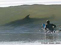 Vidi mama - morski pas!