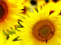 KLIK za ve�u fotku!