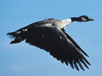 flying goose