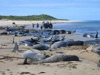 Mrtvi delfini na obalama Zanzibara