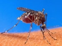 Komarci prenose virus encefalitisa sa svinja na ljude