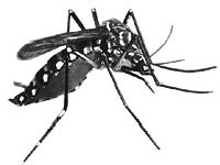 aedes aegypti