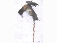 evo ovako otprilike izgleda spiralni pisho...