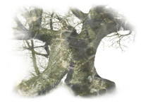 Stabla �e ti re�i...