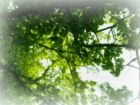 �umi, �umi mi dubravo