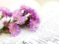 Cvijee na Bibliji