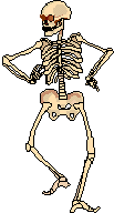  photo skelet