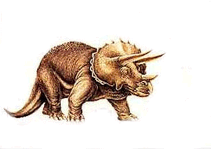 Triceratops