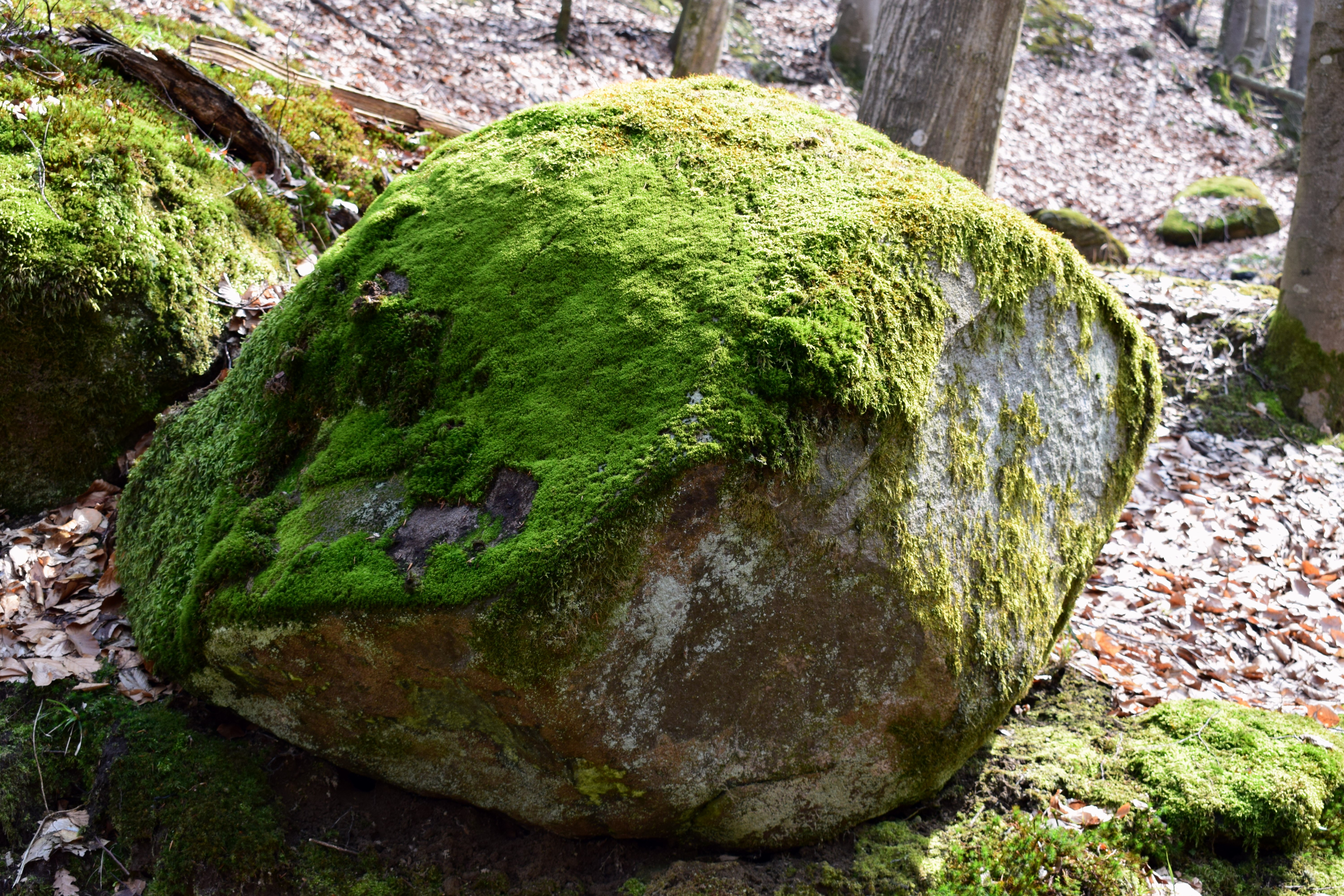Гиб камень. Зеленый замшелый камень. Мох на Камне. Большие камни в лесу. Мшистый камень.