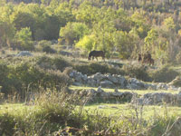 Konji ispod Prosjeka- �ulum