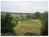 Polje obraslo travom