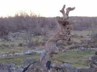 Do�ekuje nas stari hrast