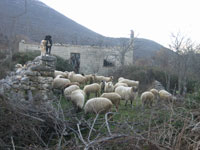 Mali psi�i ali dobri �uvari