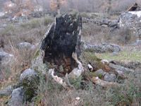 �to je ostalo od stogodi�njeg hrasta?