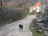 Vjerni �uvar stada