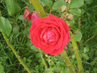 Ru�e su svete varnice �to su zavrcale