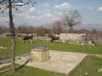 Krave na ispa�i ispod Prosjeka