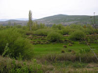 Zeleno, al volim zeleno