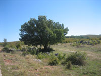....Osamljeni hrast.....