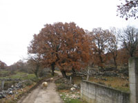 :I ovce tra�e svoje mjesto....