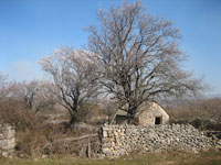 Probao sam jednom davno divlji badem